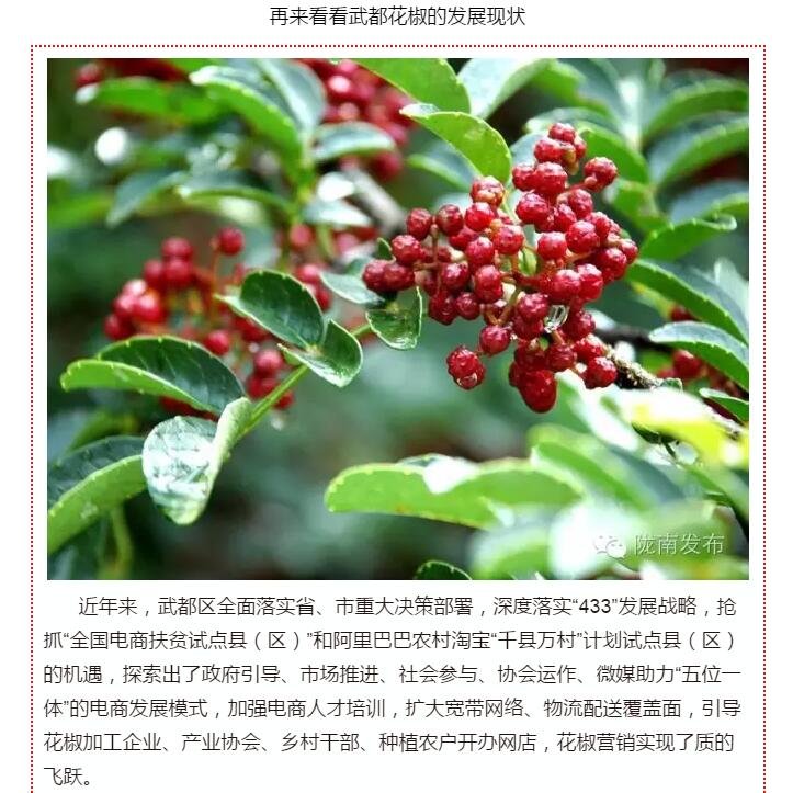 5.28億！一場(chǎng)盛會(huì)，武都花椒“火”了